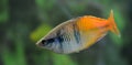 Boeseman`s rainbowfish Melanotaenia boesemani , male